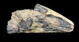 Leptorhynchos (Raptor) Claw - Aguja Formation, Texas #31529-1
